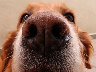 More dogs needed for autism pr...